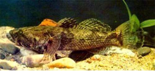 鱼类食材大全名称图片,鱼类菜谱大全100种