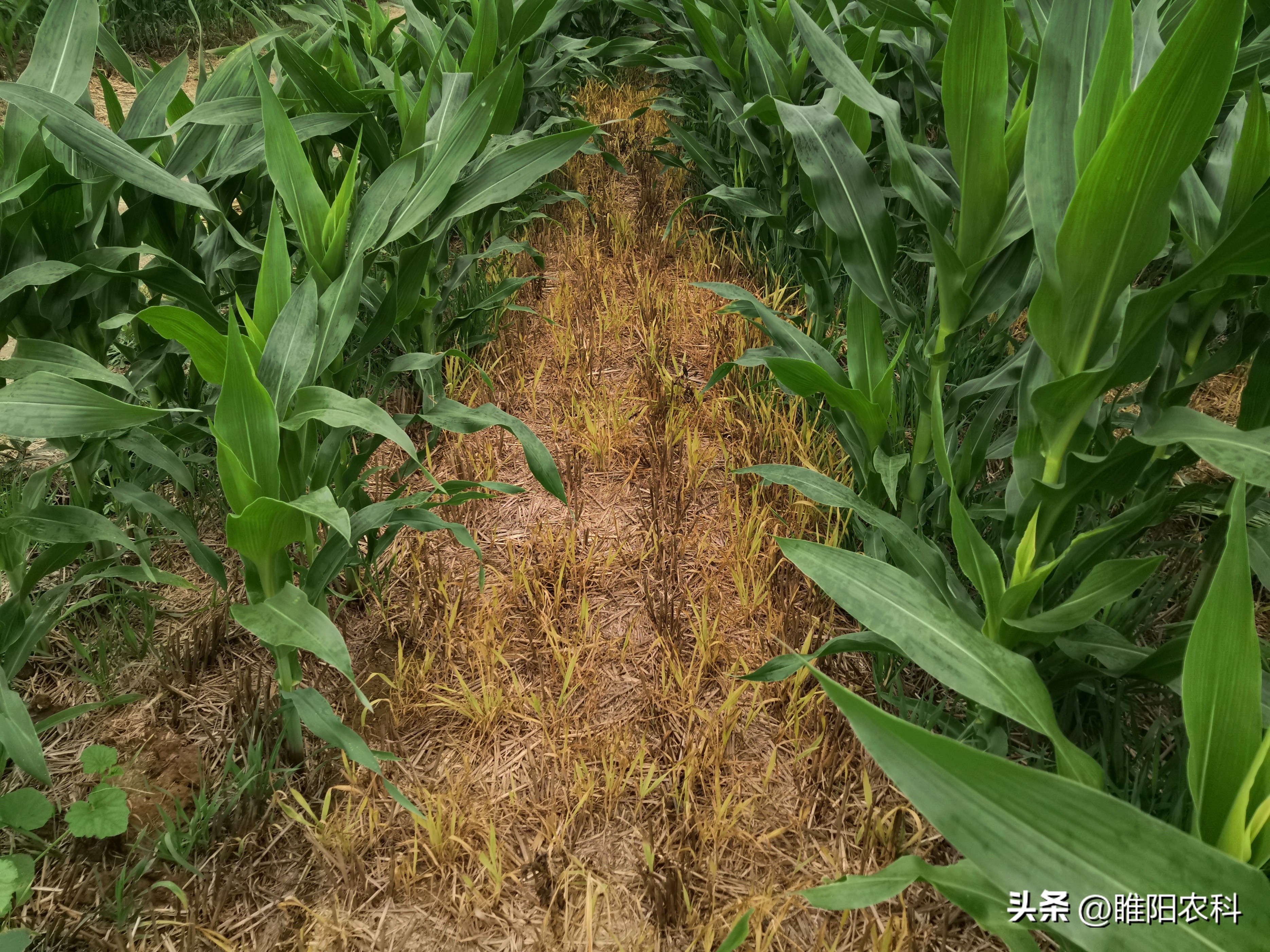 玉米田除草如何安全高效,玉米田间除草用什么药