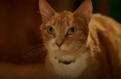 猫咪舔嘴就是嘴馋？答案可没那么简单