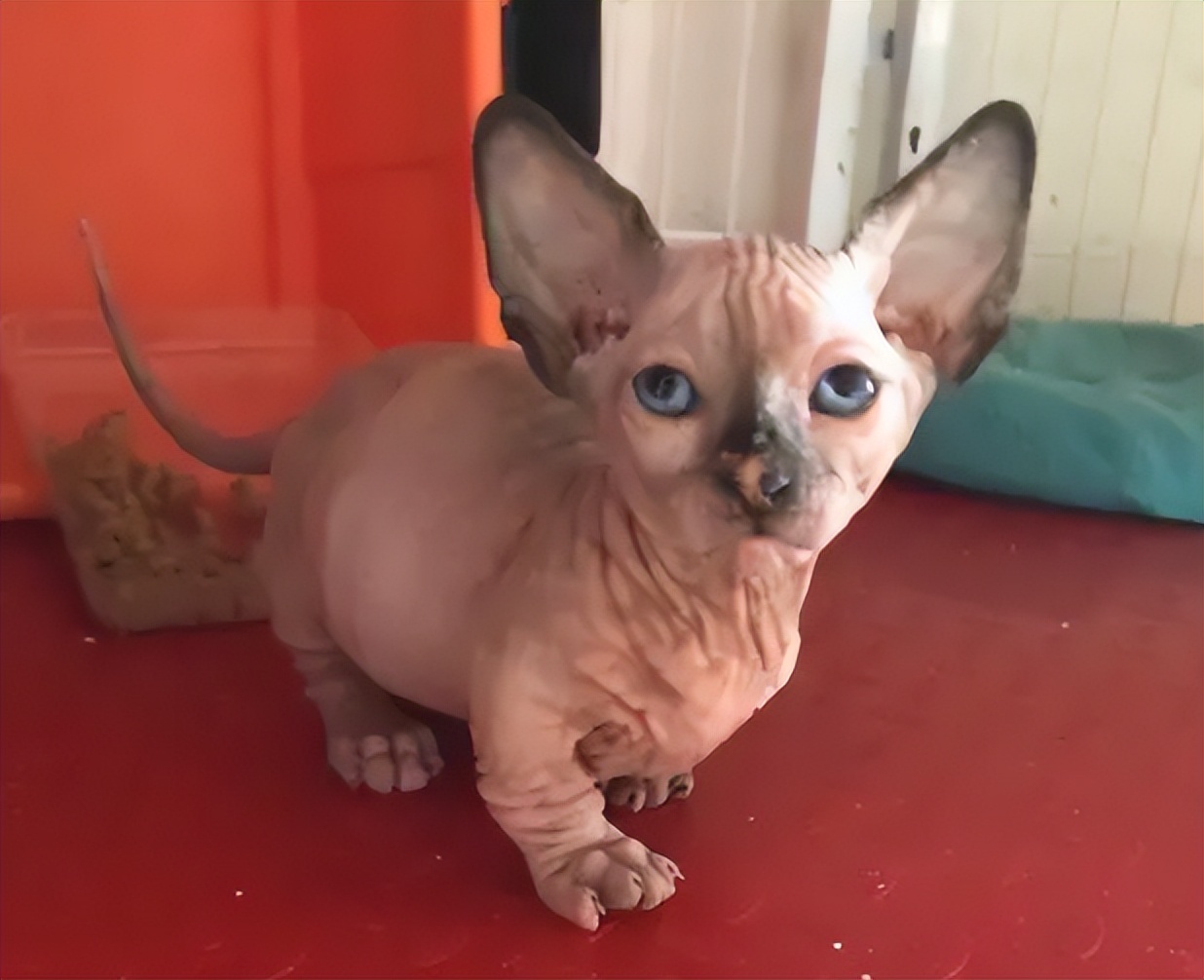 十大稀有无毛猫排名,有毛的无毛猫是什么品种