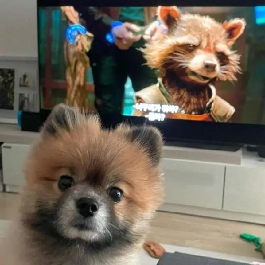 有趣又搞笑的动图,搞笑动图大杂烩