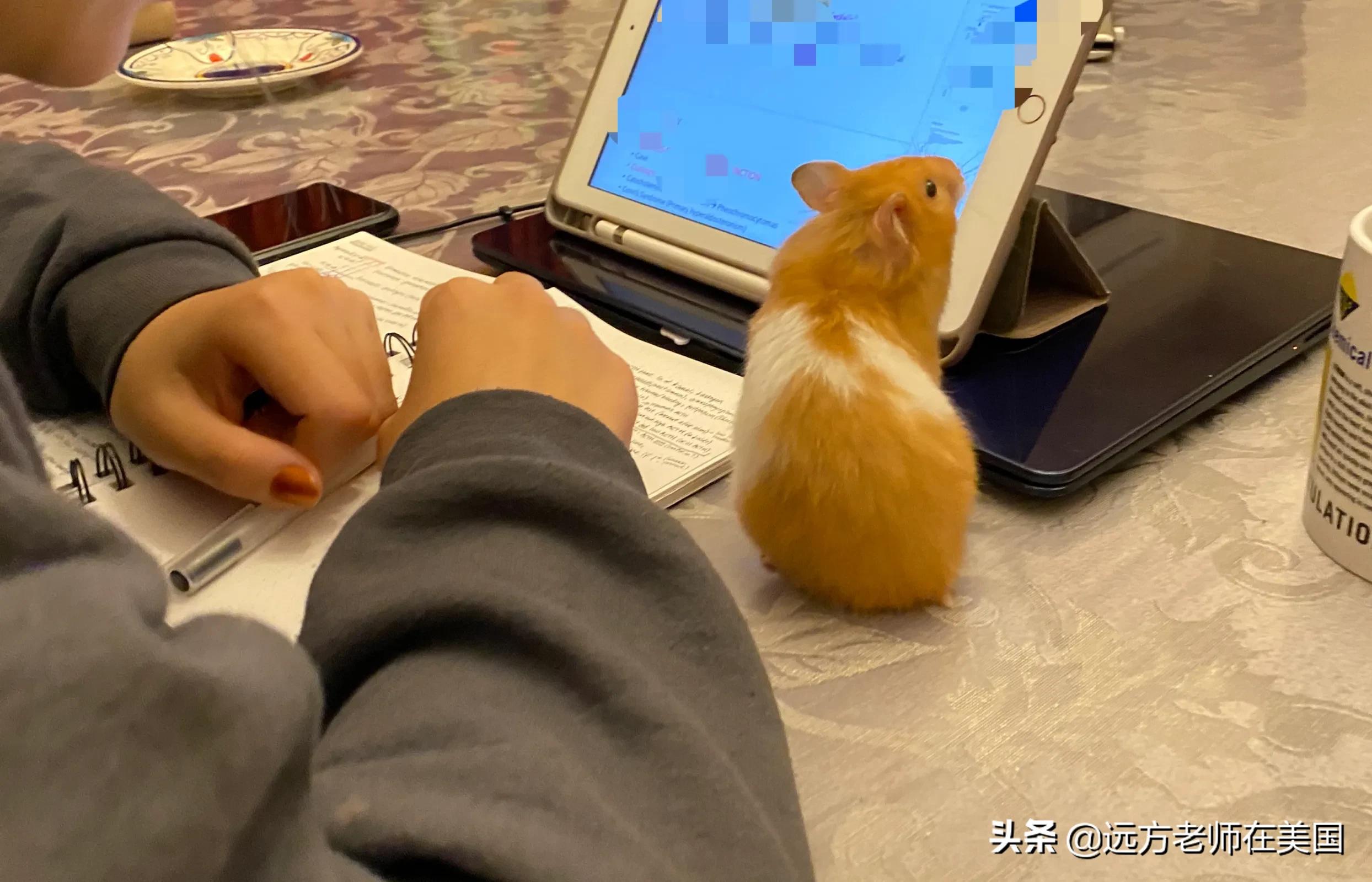 家里养只宠物对孩子有什么好处,家里养宠物对宝宝有什么好处