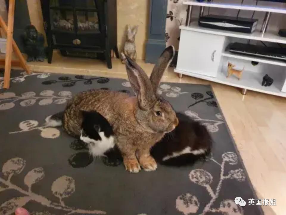 你知道世界上最大的兔子有多大吗,世界上最大的兔子吉尼斯纪录