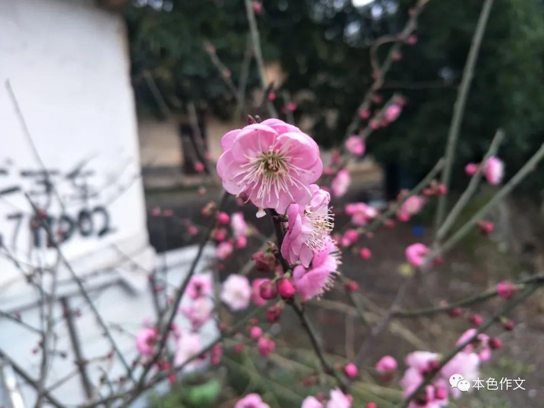 良言如春作文高分,良言如春的开头和结尾