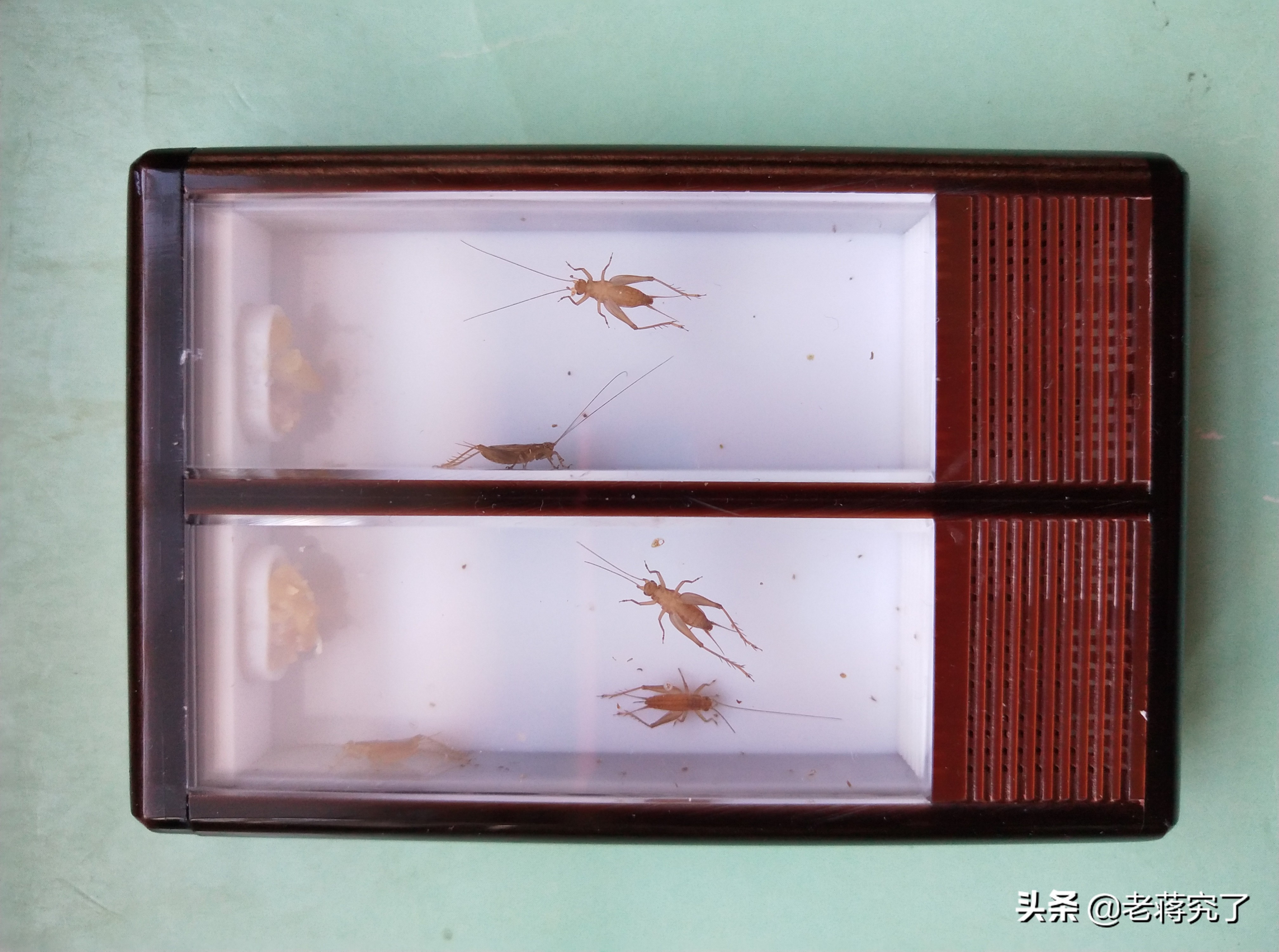 小黄蛉过冬温度范围,小黄蛉过冬放口袋里不叫怎么办