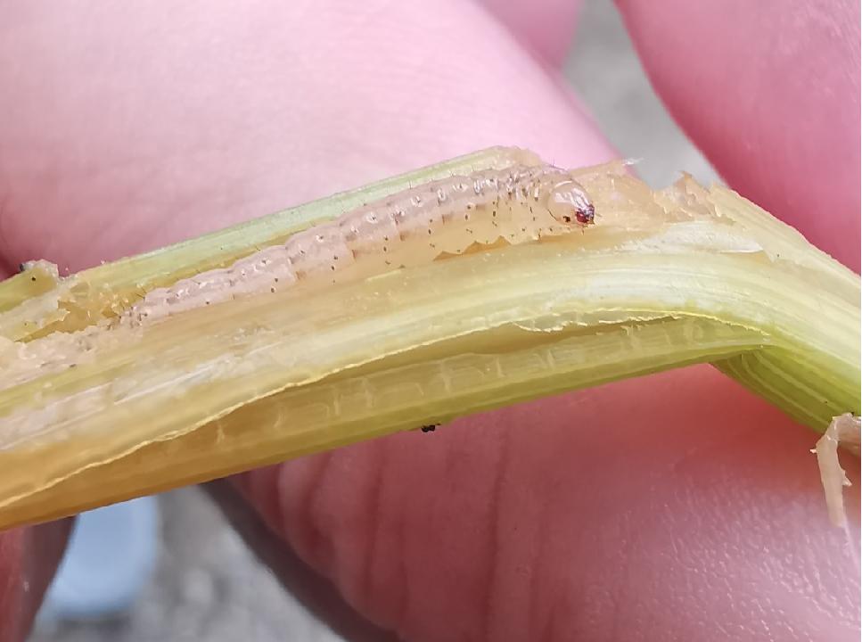 水稻二化螟的最佳防治时期,水稻二化虫害防治方法