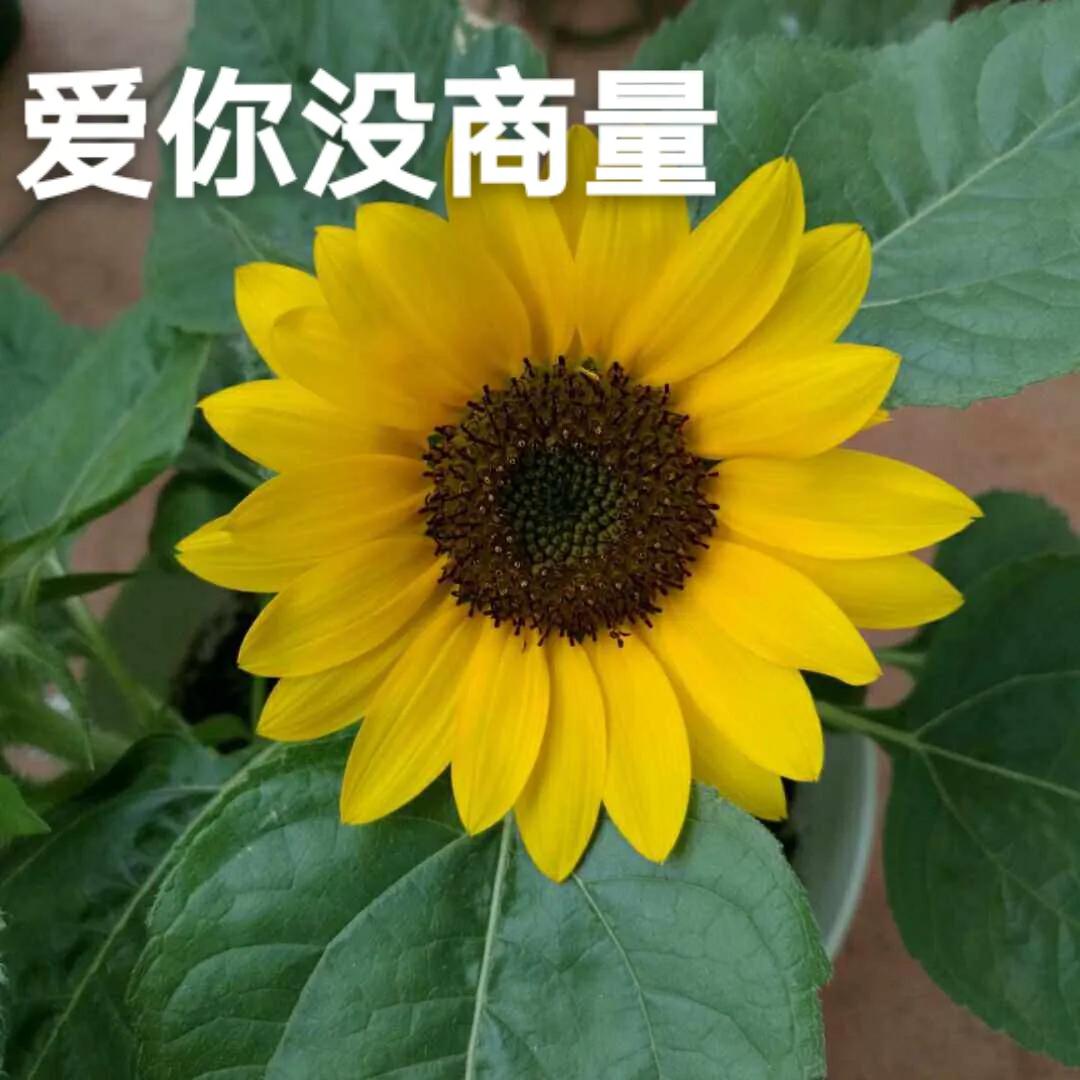 头条上写文章怎么样才能快速涨粉,头条新手第一天涨粉多少个正常