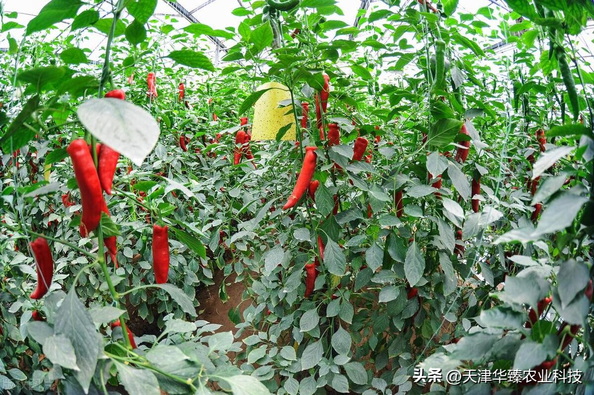 辣椒大田移栽技术视频,辣椒高脚苗移栽大田怎样高产