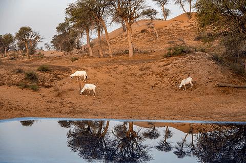 哈伊马角利兹卡尔顿,哈伊马角沙漠丽思卡尔顿酒店