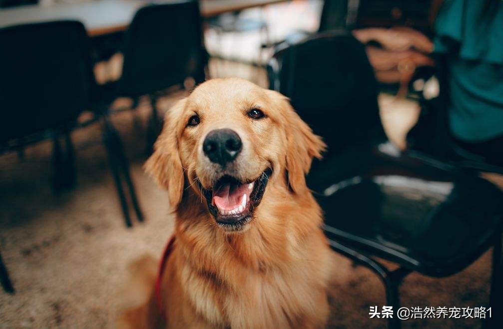 金毛犬嘴里流粘液不精神怎么回事,金毛犬嘴角总是流粘液