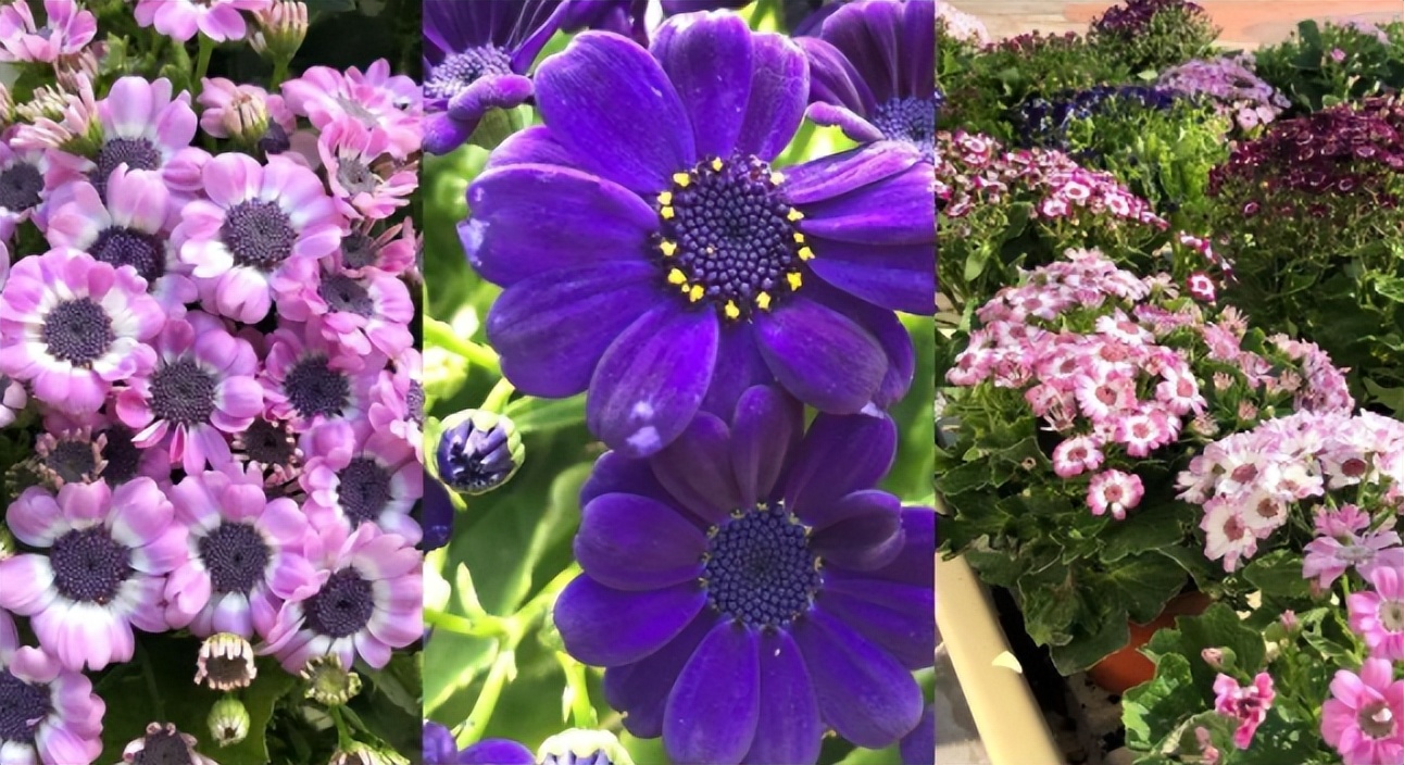 不想养的花太乱太杂哪些值得养,家中千万别养这8种毒花