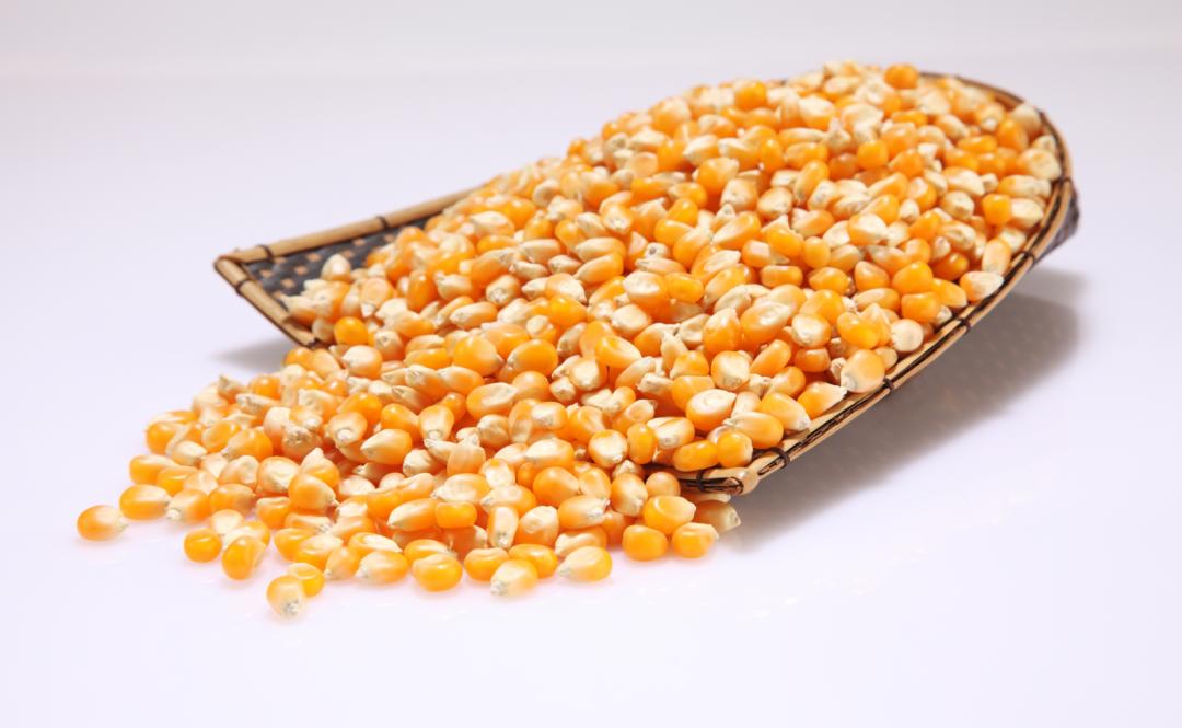 有关玉米的的知识,关于玉米的讲解文字