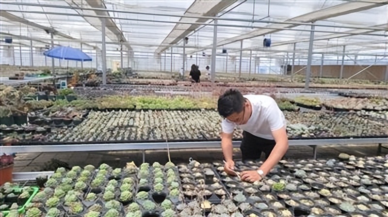 高飞或归巢，皆印刻奋斗的身影——四名“小镇青年”都市里的去与留