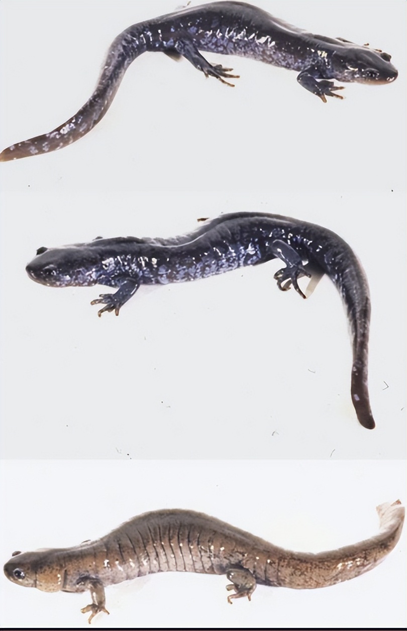 偷了5种不同精子,却只生女儿,这是地球上独一无二的生娃技巧