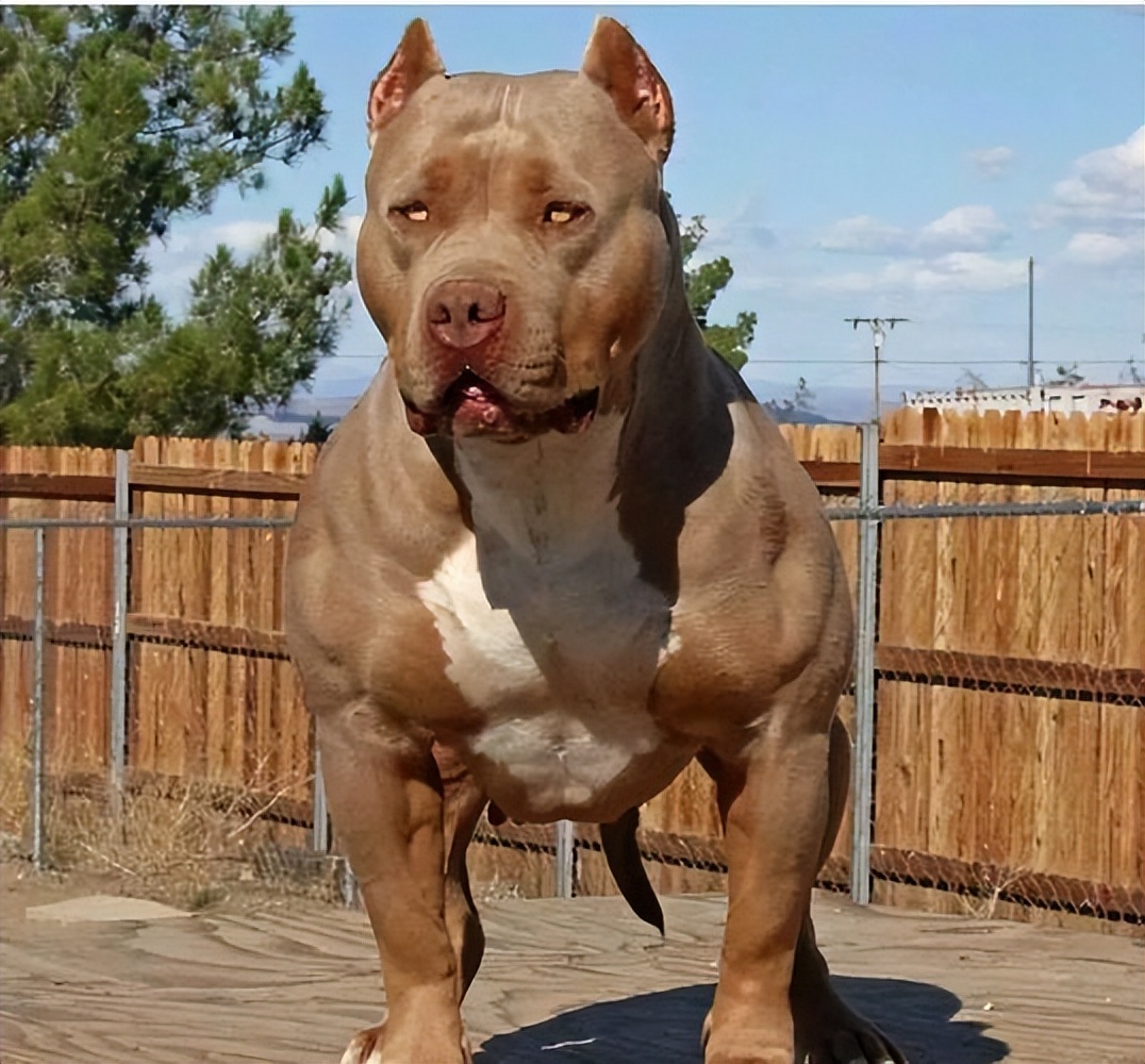 如何应对很凶的狗,遇到凶狗的正确方法