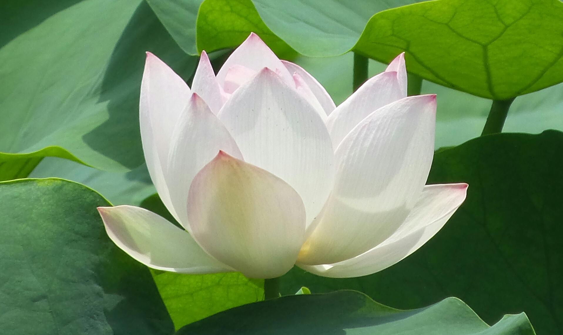 烈日炎炎赏荷花清凉一夏,京郊赏荷领略夏日之美