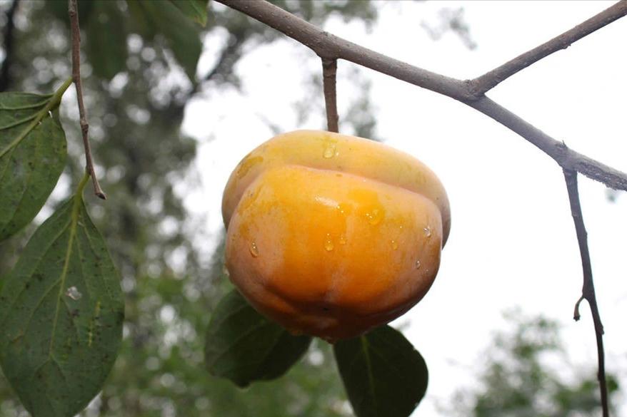 广西恭城月柿,桂林月柿