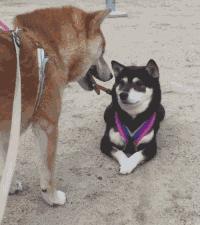 有创业项目没钱咋办,缺钱创业公司股权最佳分配方案