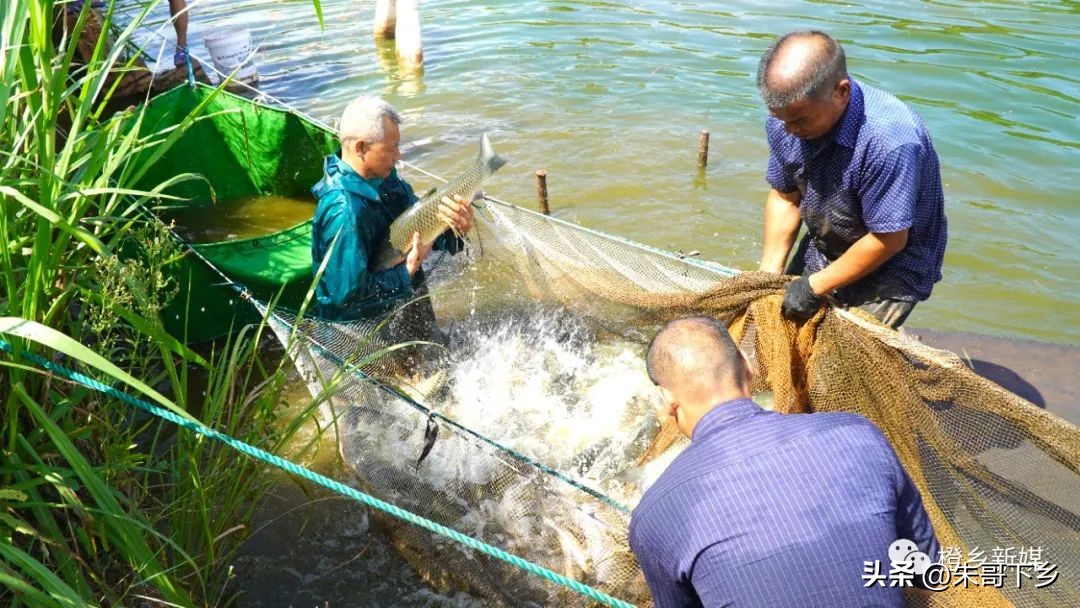关于捕鱼抓鱼的经历,农村河里抓鱼记录捕鱼日常