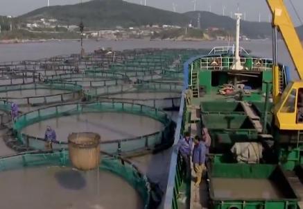 浙江人养南美对虾赚钱,浙江男人养甲鱼