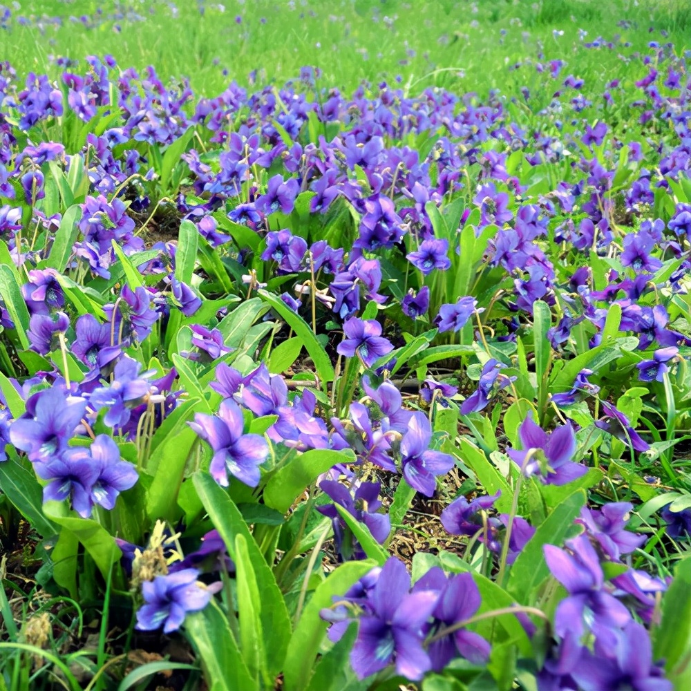 适合春季赏花的花,视觉盛宴五种赏花名花供您选择