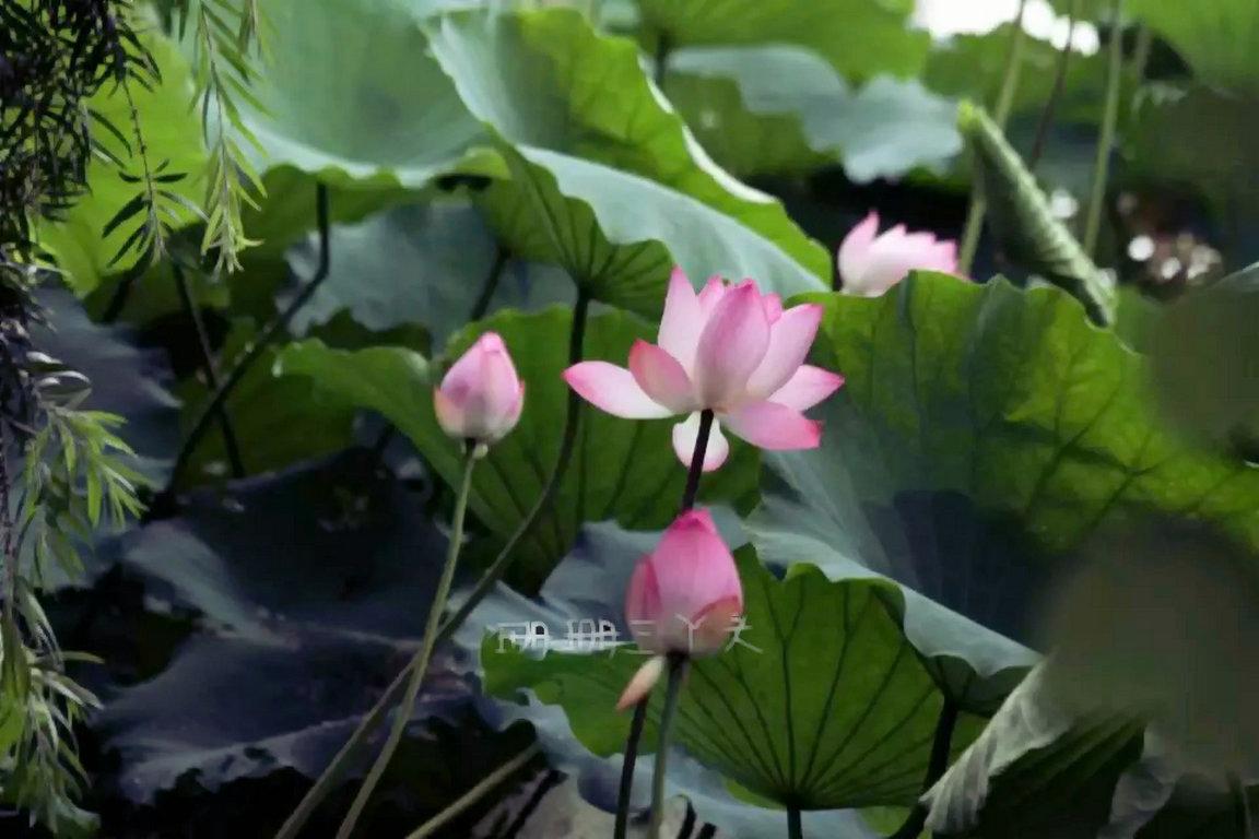 佛山最美荷花景区,佛山荷花世界游玩攻略