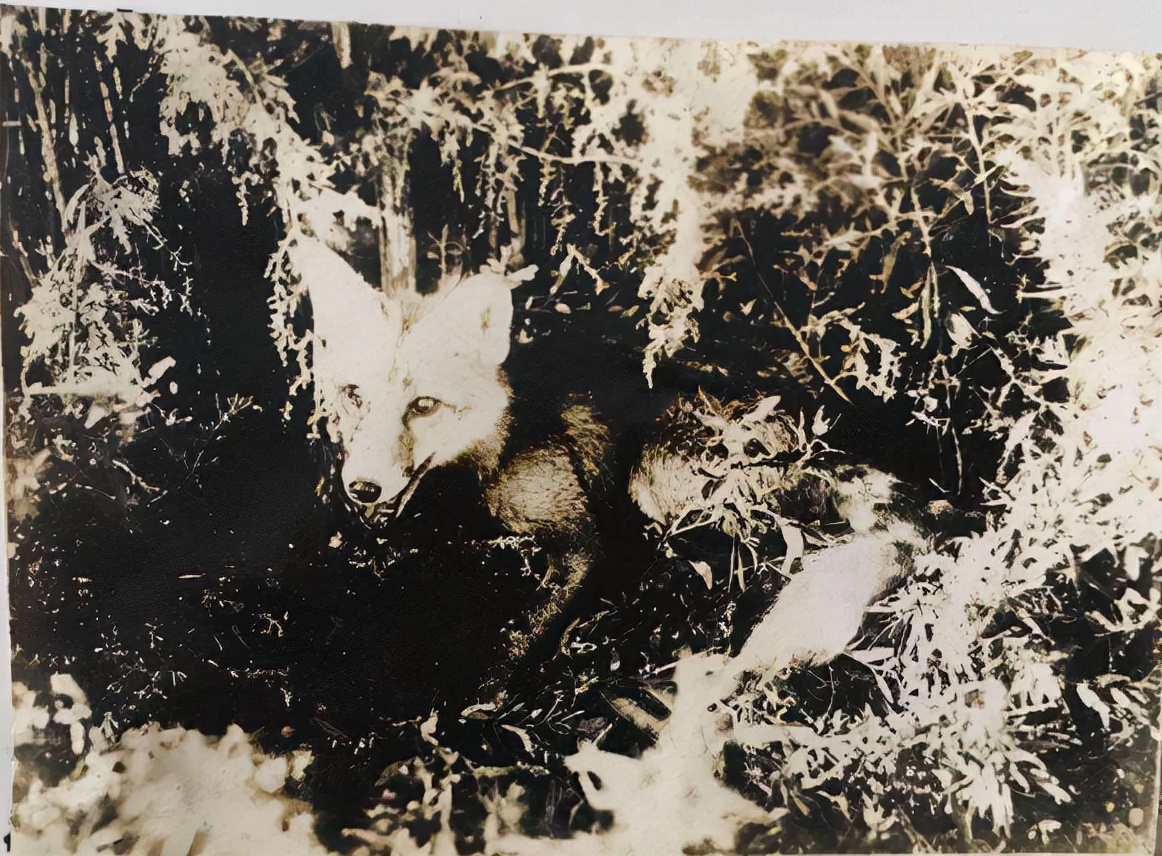 动物报复人类事例的真实故事,动物复仇的真实事件