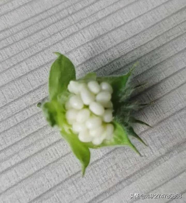 小苘麻的图片,苘麻图片