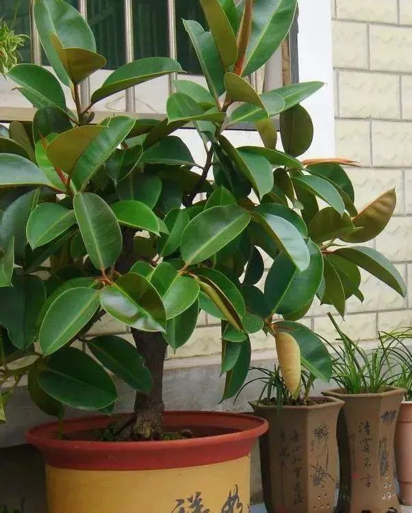 家里好养的绿植最新最流行的,家里好养的绿植推荐