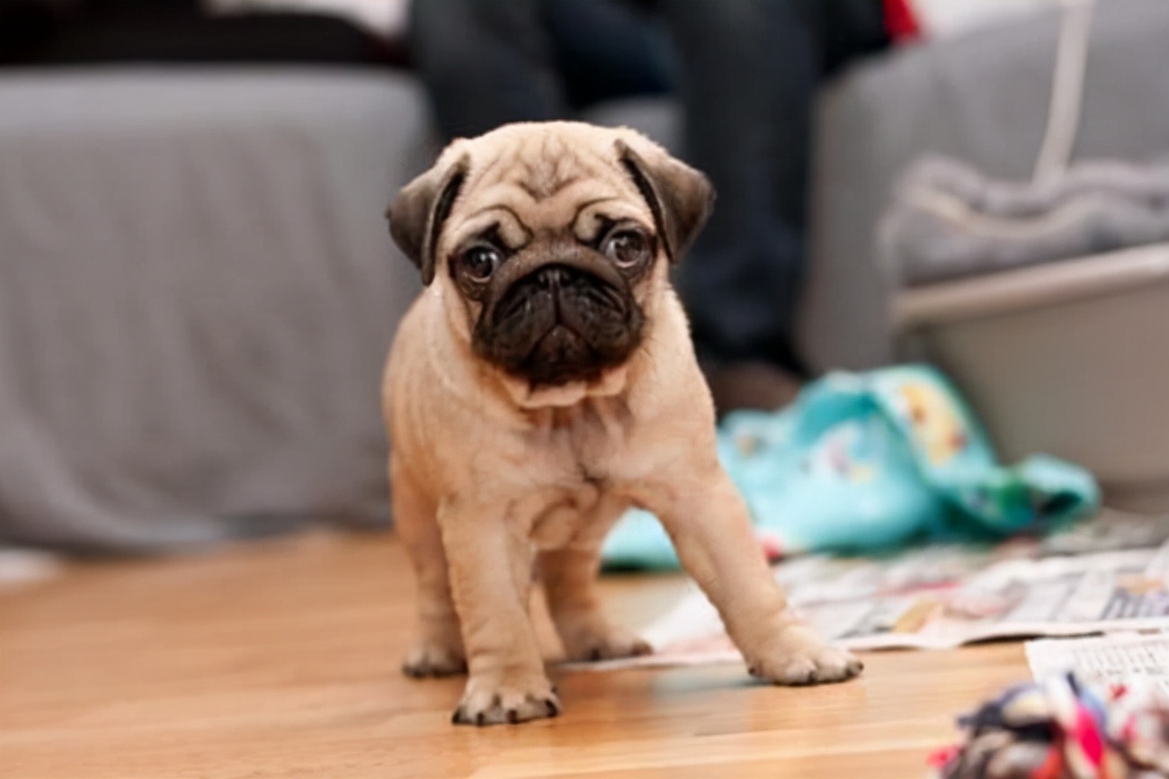 巴哥犬呕吐带白色沫,八哥呕吐食物