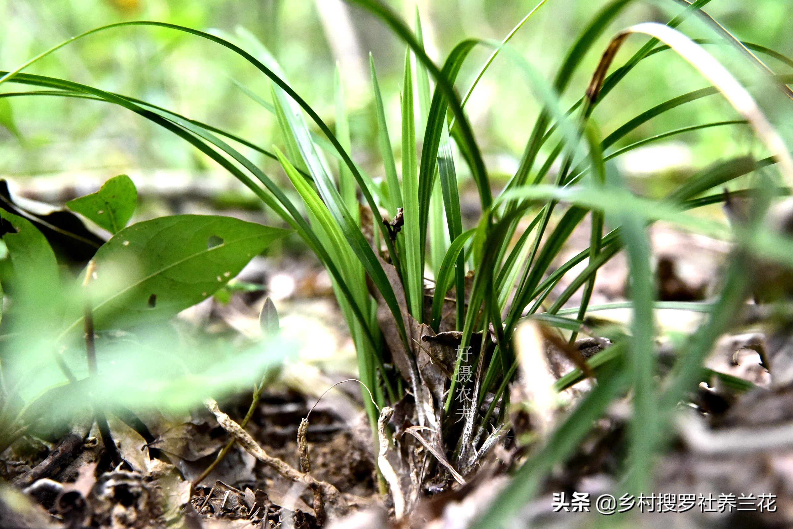 养兰花老手怕腐苗吗,兰花专用土防烂根