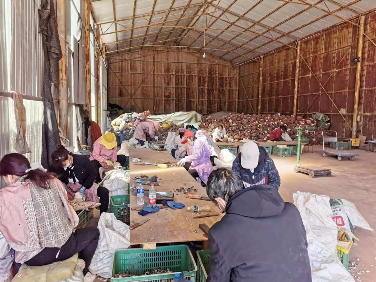 茯苓行情讲解,专家分析茯苓行情走势最新消息