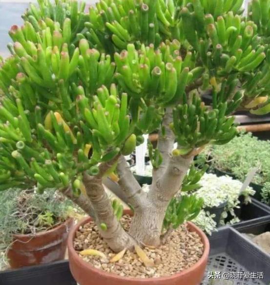 客厅象征发财的盆栽有哪些,客厅养什么绿植最旺财