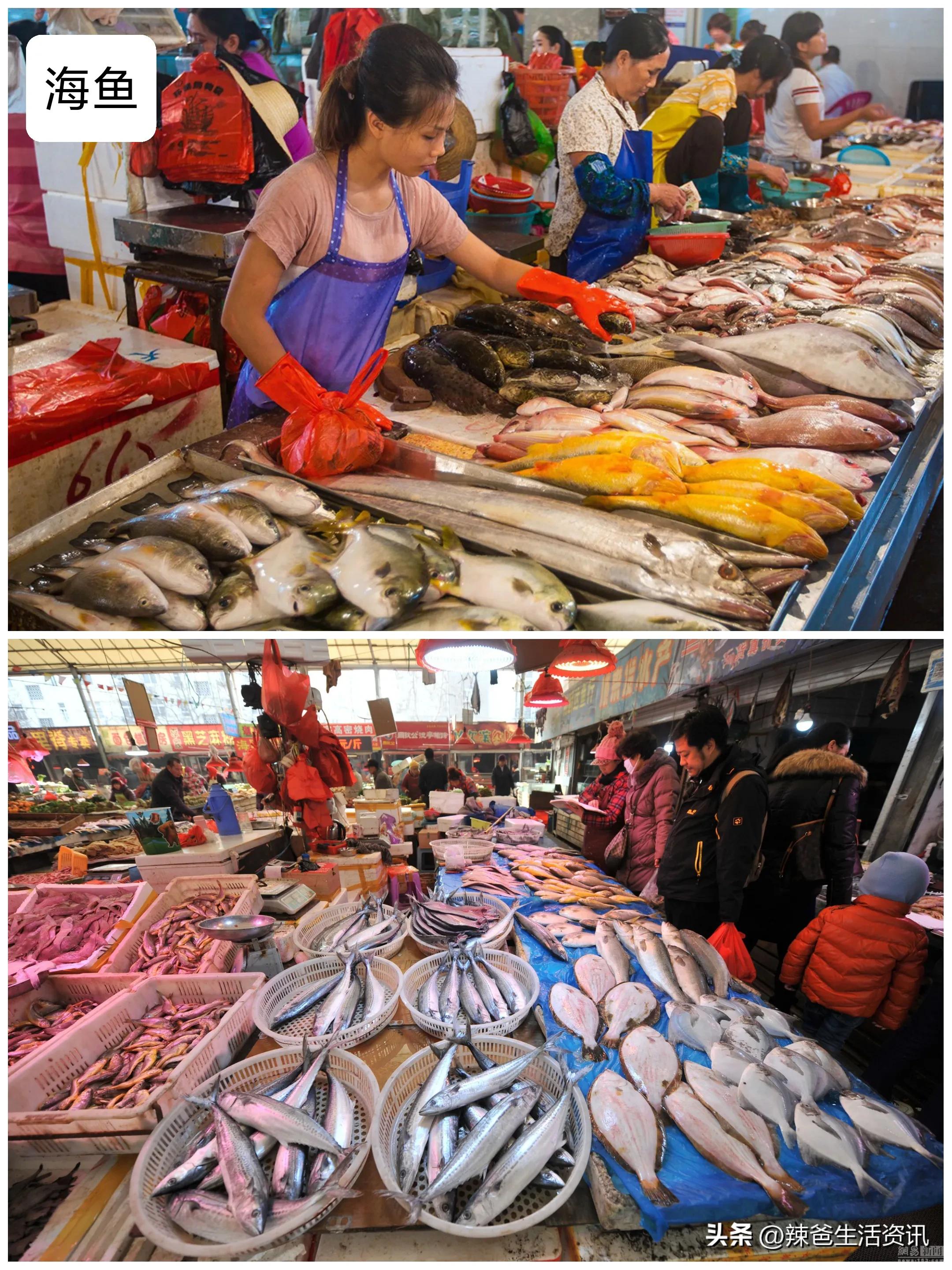 养殖海鱼和野生海鱼的区别,海鱼怎么区分养殖的还是野生的