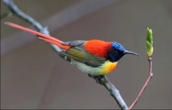 太阳鸟花的图片,太阳鸟精彩图片