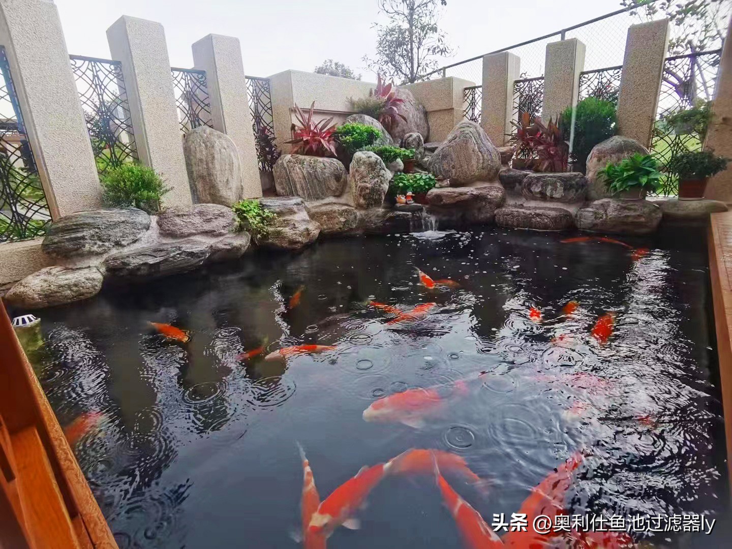 锦鲤鱼池养护价格,春季如何养护锦鲤鱼池中的绿藻