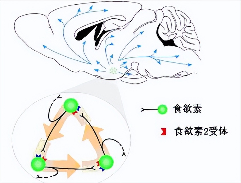 治疗失眠的新型药物莱博雷生,治失眠的药能催眠吗