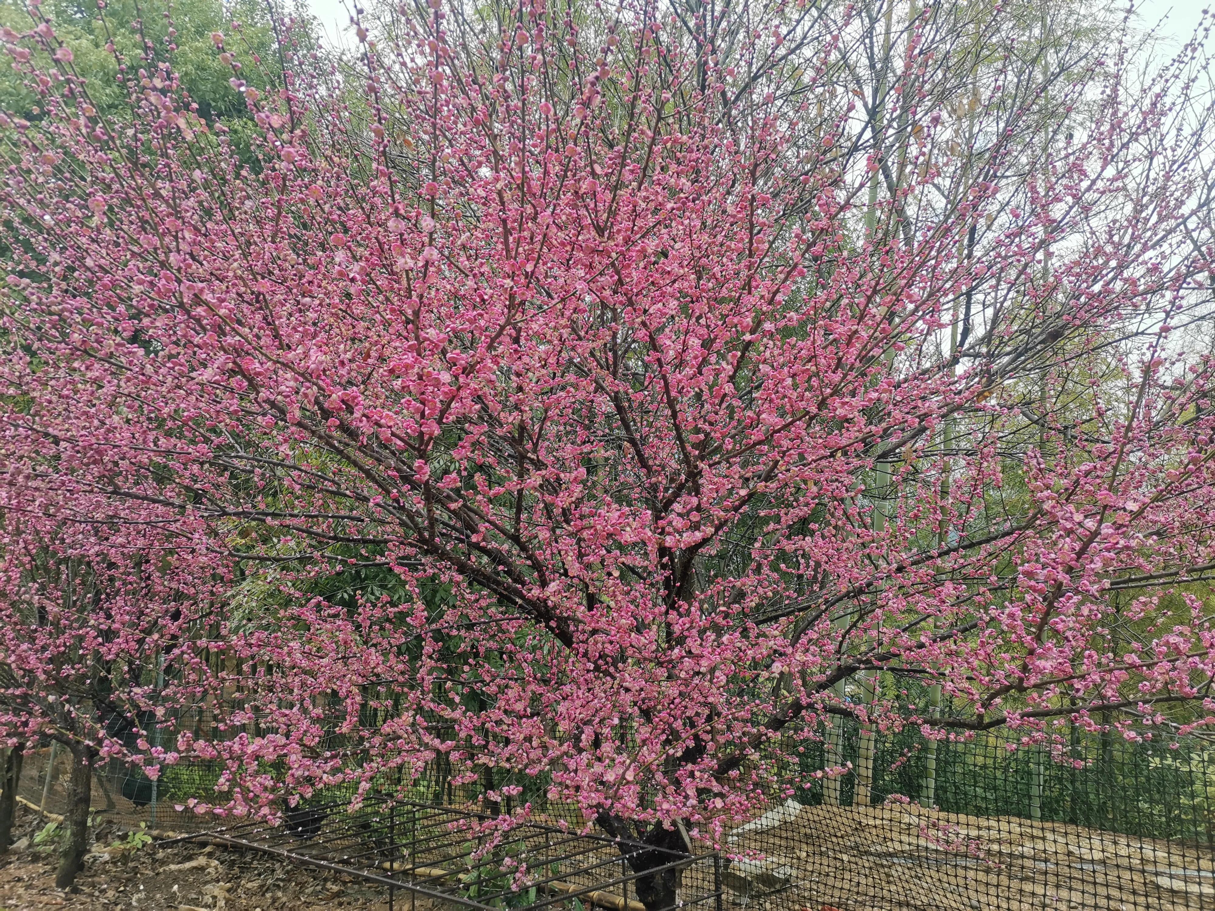 假水果苗木，坑的是零星种植户