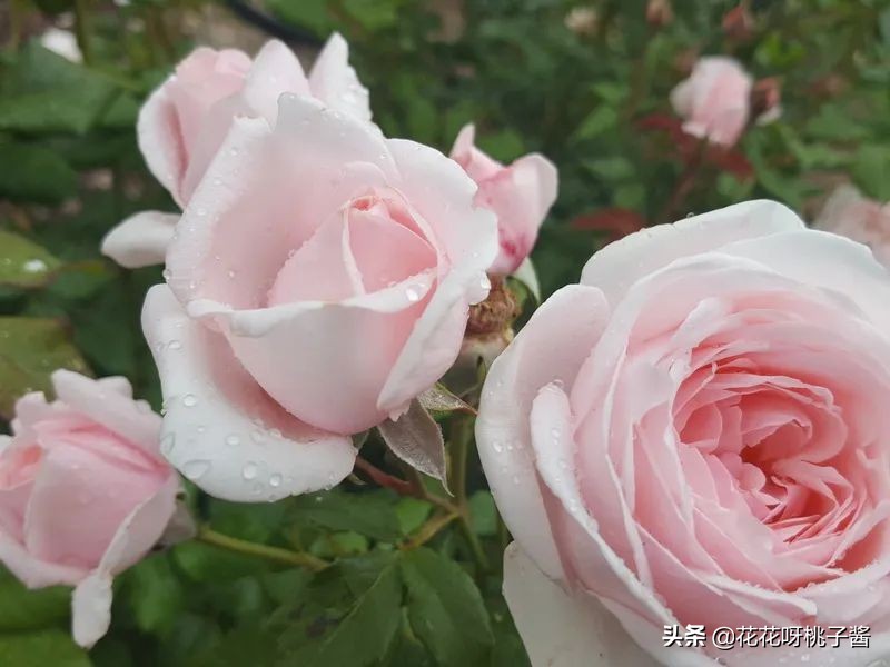 花期特别短暂开放好看的粉色月季,粉色可爱融化你的少女心月季