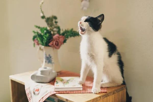 适合夏天的祛湿精油配方,夏季养生精油篇