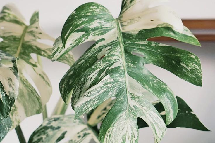 寓意吉祥的花镇宅最吉利的三种花,4种镇宅花家里养一棵霸气又镇宅