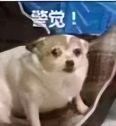 律师给了假的判决书怎么办,民事判决书可以伪造嘛