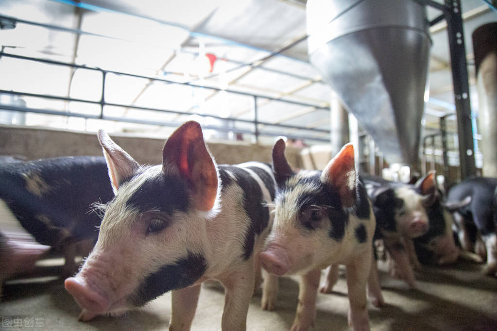 猪病技术专家,猪病治疗中正确合理使用兽药