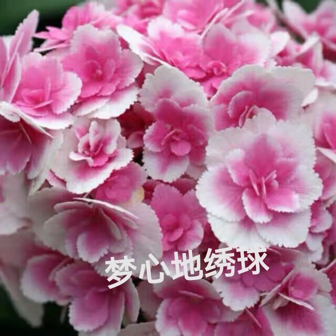 绣球花期一般多久,绣球花期后什么时候修剪