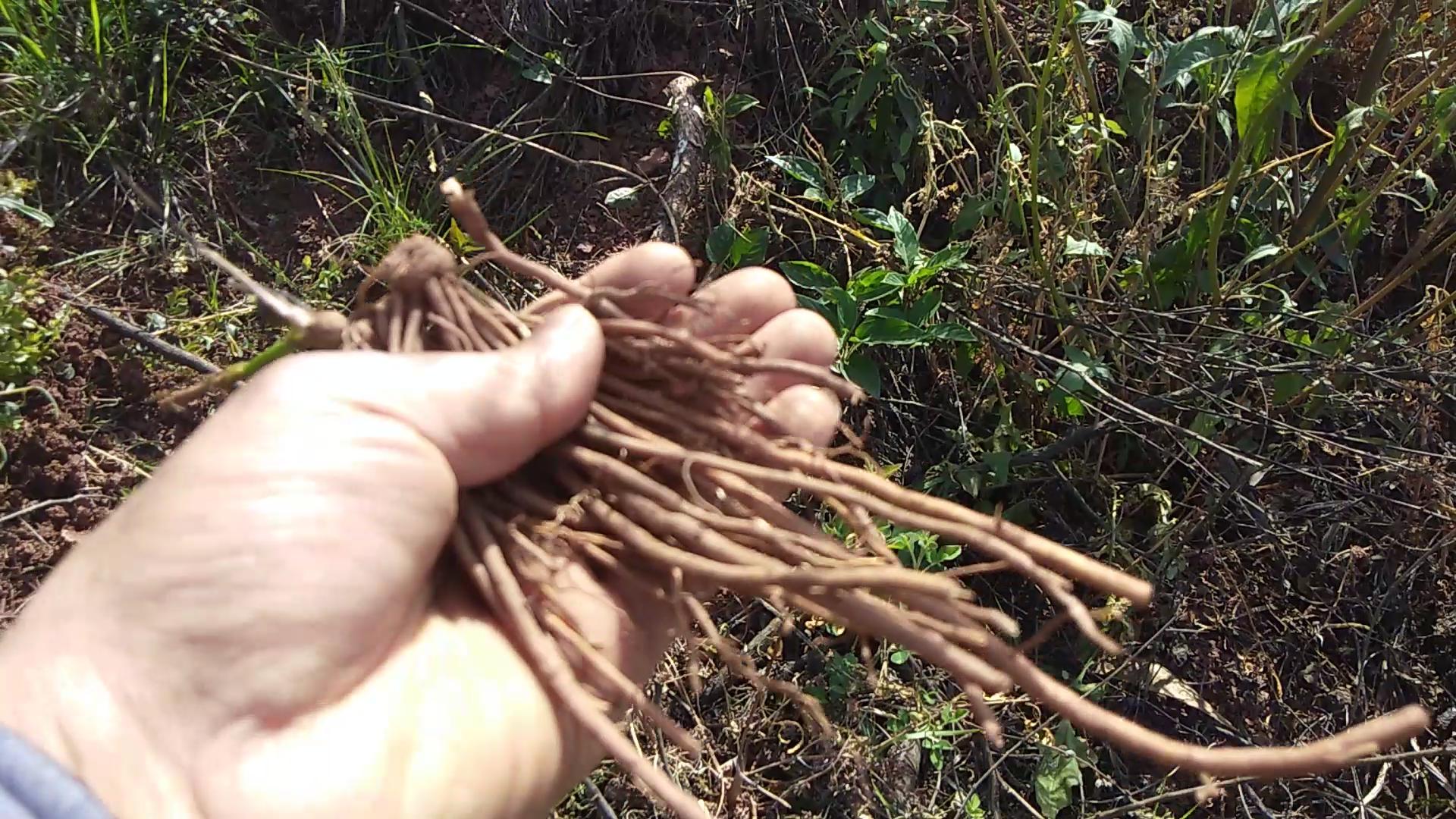 80岁老人脚风湿用什么泡脚,80岁老人泡脚的配方