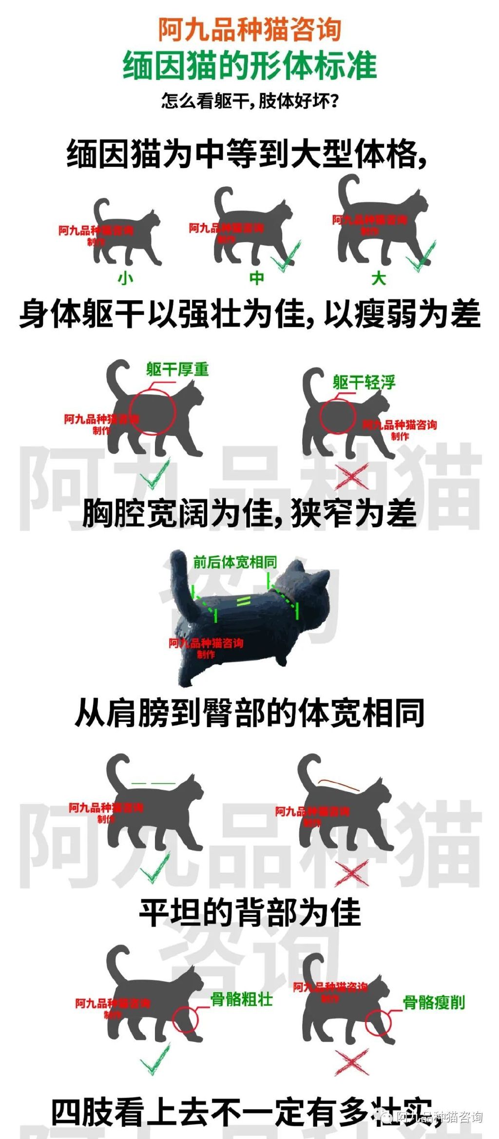 缅因猫品相极好的多少钱,品相一般的缅因猫什么价格