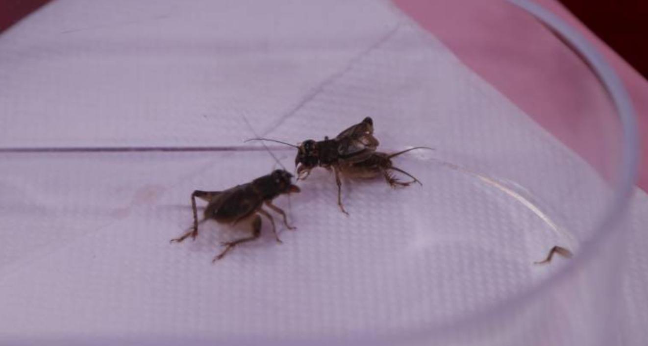 山东小古镇蟋蟀卖出3个亿,山东蟋蟀农村交易