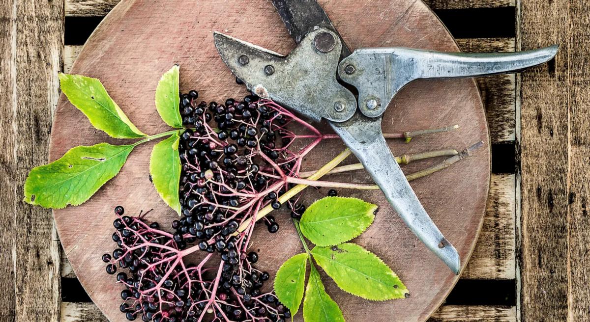 sambucol善倍康黑接骨木怎么样,sambucol黑接骨木是做什么的