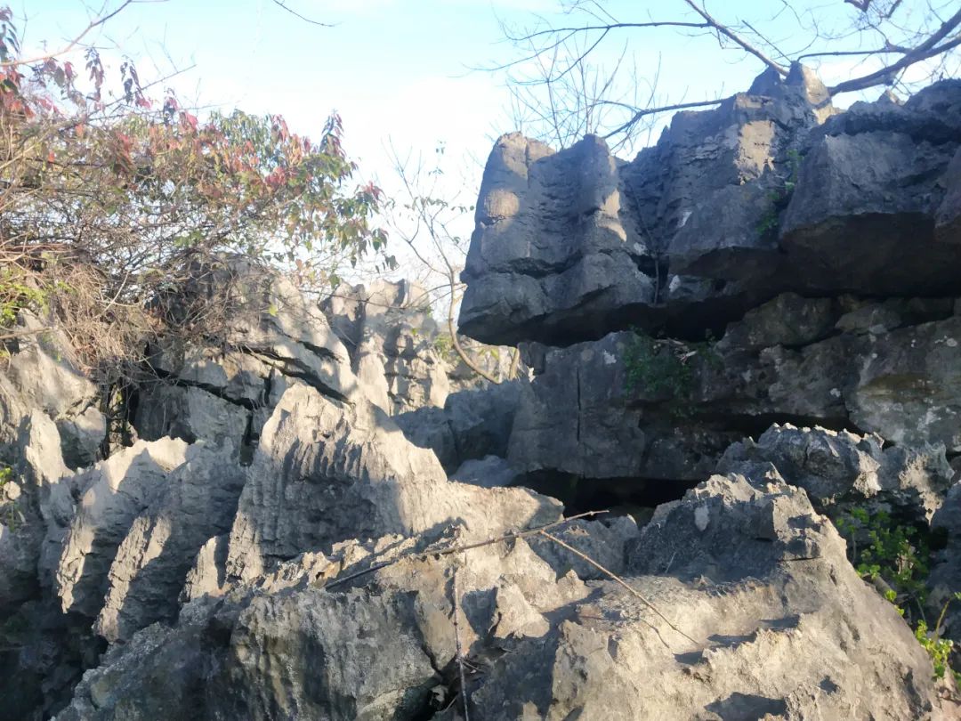 粟姓的来源简写,栗和粟姓氏起源