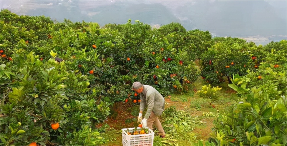巫山美景秀,重庆巫山恋橙视频